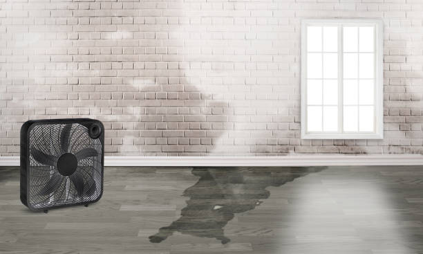 Best Water damage restoration experts  in Harrisburg, IL